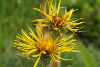 Inula heleniumGriekse alant bestellen